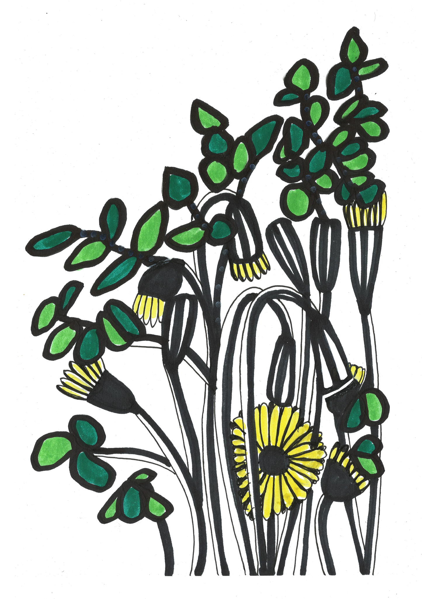 Dandelions